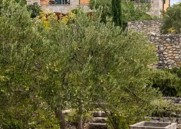 Asteroidea - Tiha Mala 수티반