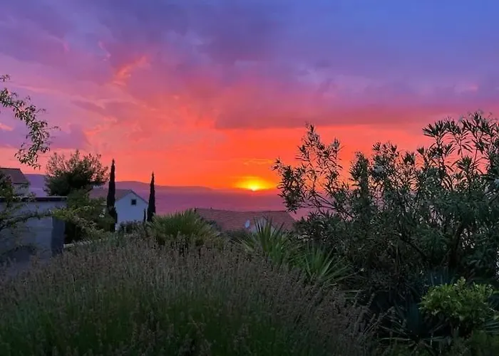 Asteroidea - Tiha Mala 수티반