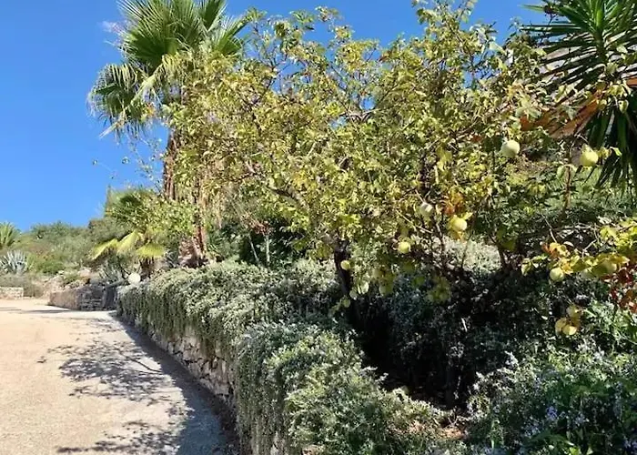 Asteroidea - Tiha Mala 수티반